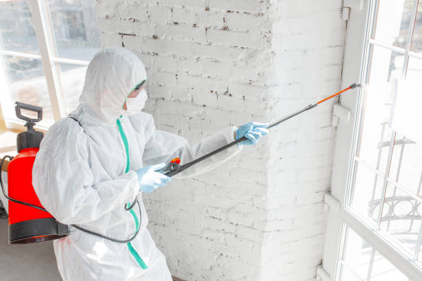 Trusted Bryson City, NC Mold Removal Services Experts